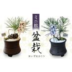 花 苗木 ミニ松 盆栽 松 観葉植物 インテリア