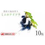 10営業日以内に発送 温水育ち ミニホテイソウ10株