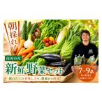 朝採れ新鮮 野菜セット 7~9品 新鮮 野菜
