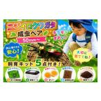 生き物 虹色Farm ニジイロクワガタ 成虫ペア