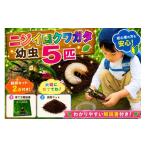 生き物 虹色Farm ニジイロクワガタ 幼虫5匹