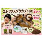 生き物 虹色Farm エレファスゾウカブト