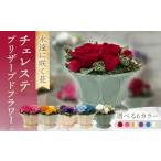 花 苗木 ホワイト×グリーン チェレステ ACCK018-6