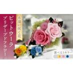 花 苗木 イエロー×オレンジ ピットウーラ