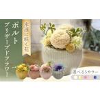 花 苗木 ベイビーピンク ポルト ACCK020-4