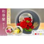 花 苗木 イエロー 和華蘭 ローズ ACCK021-3