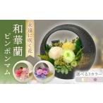 花 苗木 ピンク 和華蘭 ピンポンマム ACCK022-2