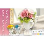 花 苗木 ピンク アシュレイ ACCK023-1