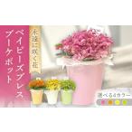 花 苗木 グリーン ベイビーズブレスブーケポット