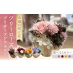 花 苗木 パンナコッタ ツリーローズ ACCK027-1