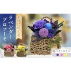 花 苗木 イエロー ラベンダープロフーモ ACCK028-3