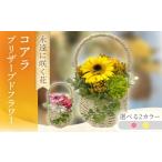 花 苗木 ピンク コアラ ACCK030-1