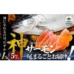 魚貝類 サーモン R9年度 オランダ島 神 ×1本 約5kg以上