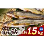 川魚 あゆ 冷凍 白子鮎約1.5kg N070-YA865-2