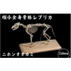 インテリア 全身 骨格 レプリカ ニホンオオカミ