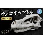 インテリア 頭骨 レプリカ ヴェロキラプトル