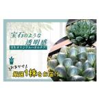 花 苗木 特選美種:多肉植物 ハオルチア 実生オリジナル苗