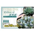 花 苗木 特選美種:多肉植物 ハオルチア 実生オリジナル苗
