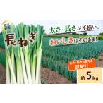 ねぎ 玉ねぎ 訳あり 長ねぎ 5kg