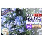 りんどう 30本