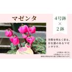 花 カラー:マゼンタ×マゼンタ 農林水産大臣賞受賞