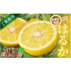 森本農園の手選別 はるか 約1.5kg