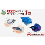 10営業日以内に発送 おまかせハーフムーンベタ