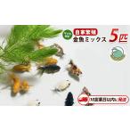 10営業日以内に発送 金魚ミックス5匹+マツモ付き