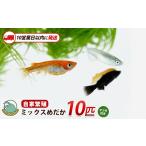 10営業日以内に発送 ミックスめだか10匹+マツモ付き