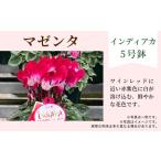 花 カラー:フクシア 農林水産大臣賞受賞