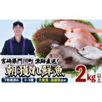 旬の鮮魚等 離島配送不可 漁師直送 朝獲れ