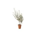 花 苗木 オリーブ素焼鉢植え 1716655