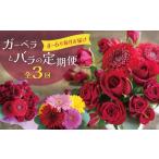 花 苗木 花束 全3回 ガーベラとバラの定期便
