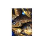 旬の鮮魚等 竹中水産の大サイズ メバル又はホゴ 1キロ