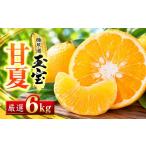 果物類 みかん 先行受付 愛媛名産 玉宝甘夏 6kg