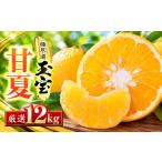 果物類 みかん 先行受付 愛媛名産 玉宝甘夏 12kg