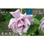 花 バラ苗鉢植え エクレール バラ 苗 鉢植え