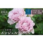 花 バラ苗鉢植え カシスオレンジ バラ 鉢植え