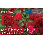 花 バラ苗鉢植え レッドキャスケードスタンダード仕立て