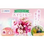 花 苗木 花束 スイートピー 50本