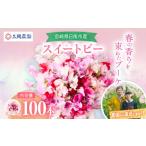 花 スイートピー 花束 100本
