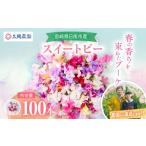 花 苗木 花束 スイートピー 100本