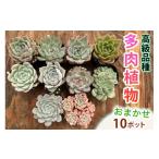 花 苗木 高級品種 多肉植物 苗 おまかせ 10ポット