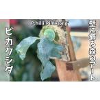 花 苗木 観葉植物 ビカクシダ P.hilli