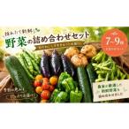 野菜 詰め合わせ セット 7種