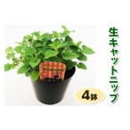 花 苗木 生キャットニップ 4鉢セット キャットニップ