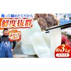 イカ で捕れた コウイカ 約3kg