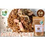 雑穀 信濃大町循環ブランド 自然栽培あけぼのもち小麦玄麦6…