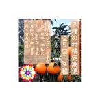 みかん 柑橘類 発送月固定定期便 愛咲果樹園