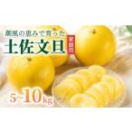 みかん 柑橘類 中 土佐文旦 5kg